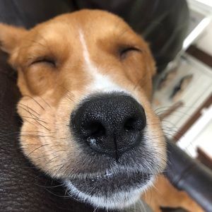 Meet your Posher, Emma